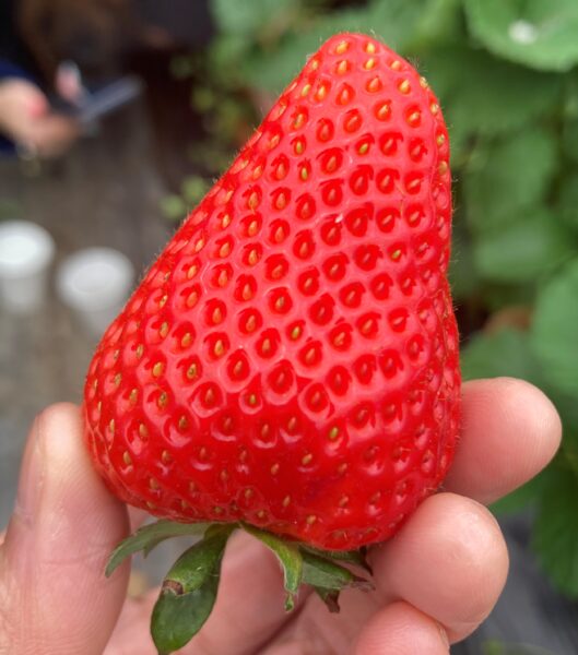 信貴山のどか村 今なら春の味覚狩り いちご狩りは5月中旬まで楽しめます Wakuwaku のぶりん