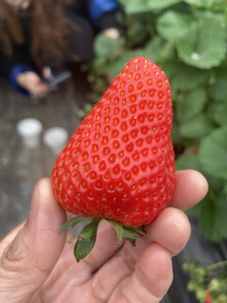 信貴山のどか村 今なら春の味覚狩り いちご狩りは5月中旬まで楽しめます Wakuwaku のぶりん